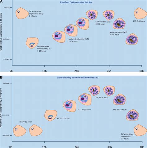 Asexual Life Cycle Stage Specificity Of In Vitro Artemisinin Download Scientific Diagram