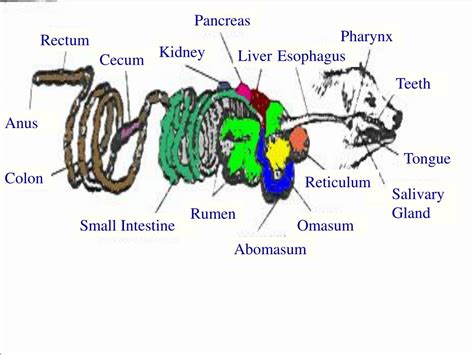 PPT - The Ruminant Digestive System PowerPoint Presentation - ID:221029