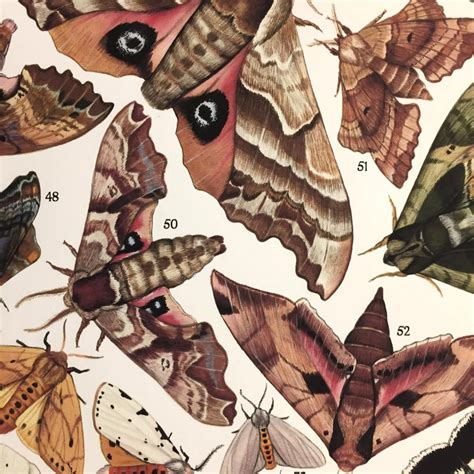 Moths Of North America Signed Poster 18X24 Etsy