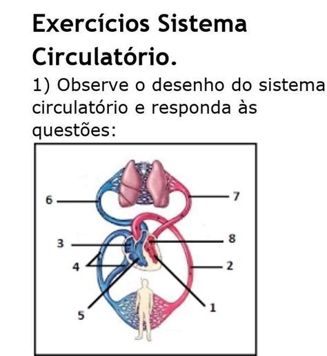 Exercícios Sobre Sistema Circulatório - Exercícios Sistema Circulatório. 1) Observe o desenho do sistema ...