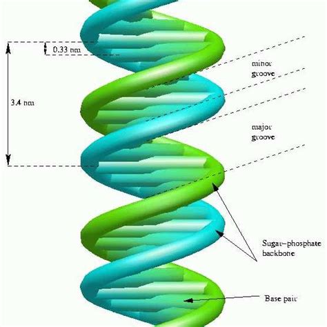 PDOS Of Protonated 4 Base Pair Long B DNA Black Total DOS Red Pz