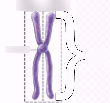 Science Duplicated Chromosome Diagram | Quizlet