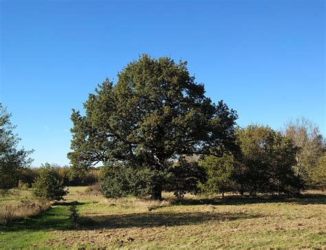 Oak Tree At Londonthorpe Woods Lincolnshire On November T Flickr