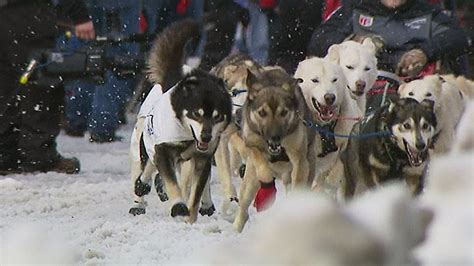 Snow Shipped in for Alaska's Famous Dog Sled Race - NBC News