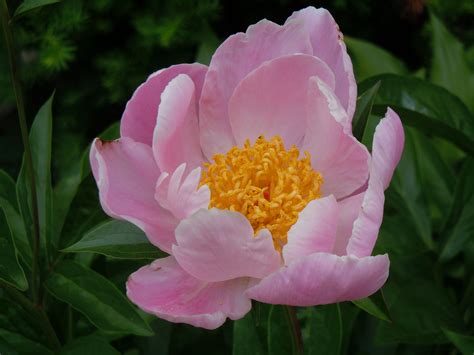 Japanese Peony from my garden 2011