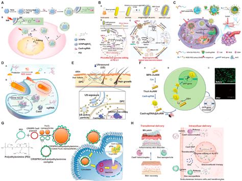 Spatiotemporal Delivery Of Crispr Cas9 System By External Stimuli A Download Scientific