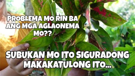 Problema Mo Rin Ba Ang Mga Aglaonema Mo Try Mo Itong Gawin Na