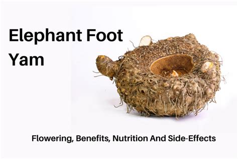 Elephant Foot Yam Flowering Benefits Nutrition And Side Effects