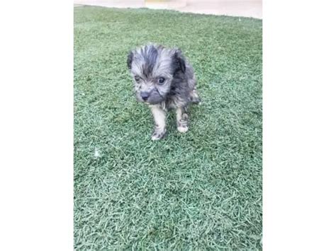 Maltese Chihuahua Mix Puppies in Phoenix - Puppies for Sale Near Me