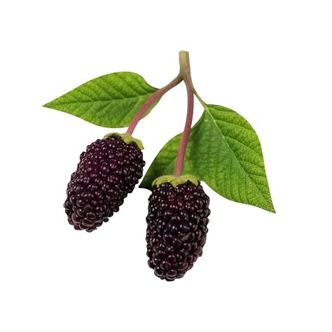 Fresh mulberries isolated on transparent background 25228548 PNG