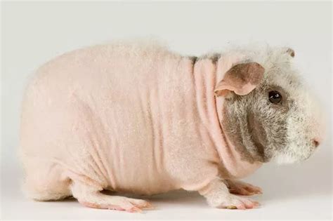 From Skinny Pigs To Naked Mole Rats The World S Ugliest Creatures Mirror Online