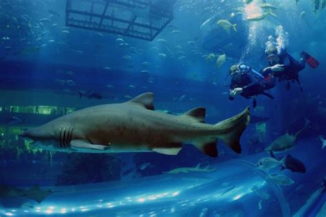 Shark Walker At Dubai Aquarium And Underwater Zoo In Dubai