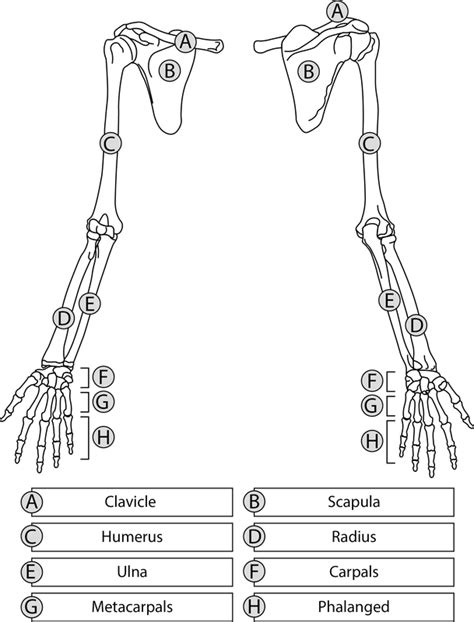 Upper Limb Anatomy