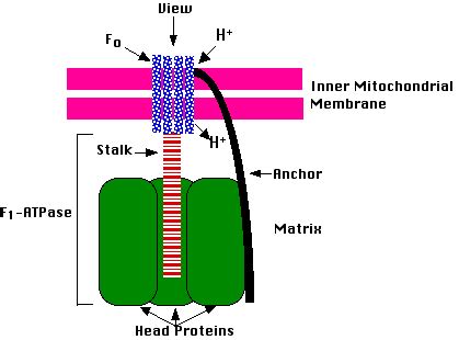 Atp Synthase Structure