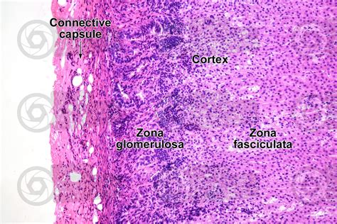 Zona Fasciculata Histology