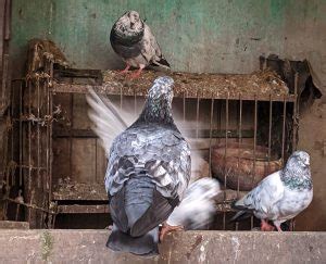 Pigeon Green Poop: Symptoms, Causes, Home Treatment Options