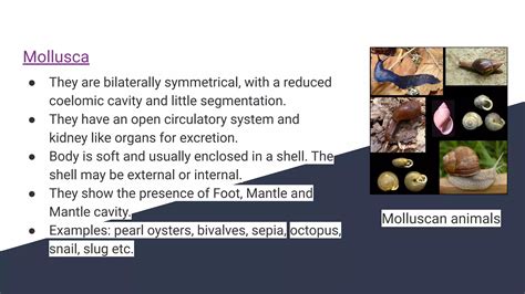 Diversity In Living Organisms Class Cbse Ppt