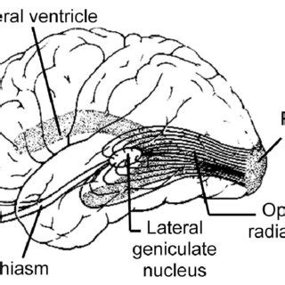 Original illustration of the sensory homunculus by Wilder Penfield ...