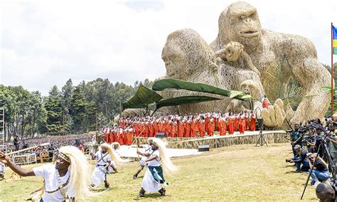 gorilla  rwanda rwanda gorilla trekking wildlife safaris