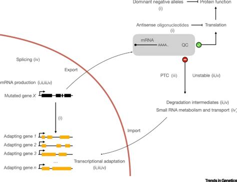 genetics  light  transcriptional adaptation trends  genetics