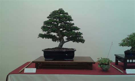 Mis Arbolitos Otras Cosas Y Yo Exposici N De Bonsai Manresa