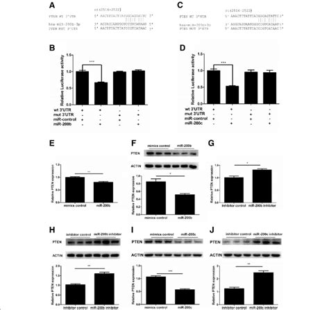 PTEN Was A Direct Target Of MiR 200b And MiR 200c In KGN Cells A And