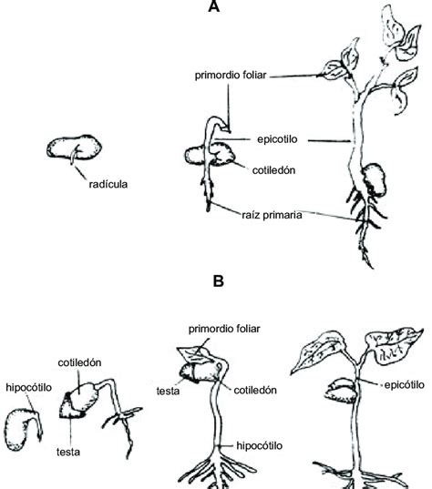 Cultivo De Plantas Frijol Semilla Germinacion Diferentes Etapas Con