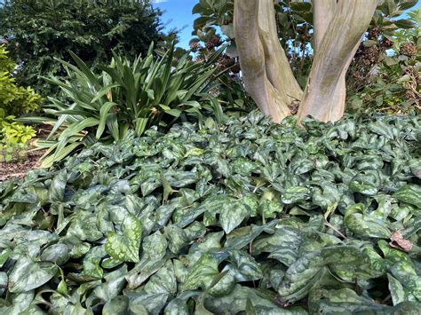 wild ginger ground cover 5