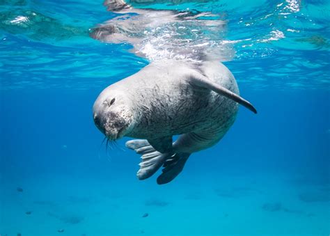 Newsletter Ocean Governance Marine Mammals