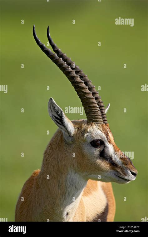 Male Thomson S Gazelle Gazella Thomsonii Ngorongoro Crater