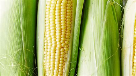 yellow corn tullayuk kunjaethong