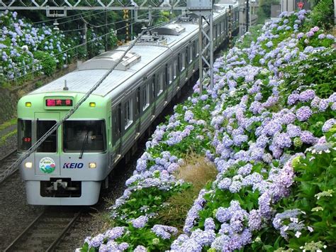 京王井の頭線､四季の花咲く沿線と｢7色の電車｣ ライブドアニュース