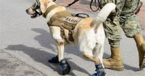 Frida, the Mexico Earthquake rescue dog who saved 12 people