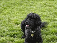 Portuguese Water Dog Rescue