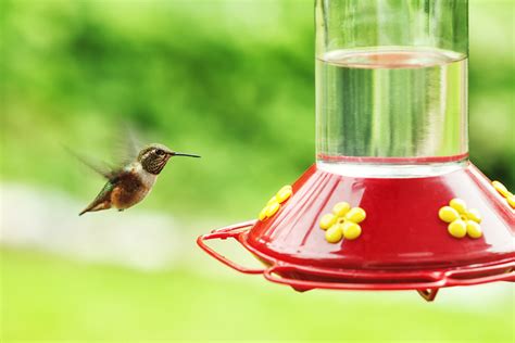 Ants in Your Hummingbird Feeder: 12 Tips to Get Rid of and Avoid Them