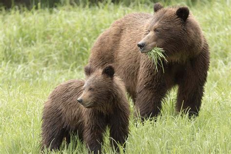 Grizzly Bear Facts (Ursus arctos horribilis)