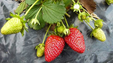 Sabe Como Sembrar Fresas Descubra Aqu Todo Lo Que Debe Saber