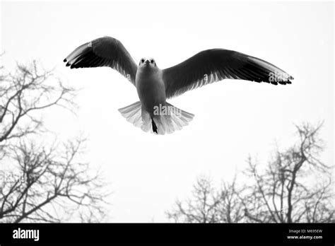 Black And White Seagull Flying Stock Photo Alamy