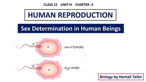 Class NEET Human Reproduction Sex Determination In Human Beings Hemali Tailor YouTube
