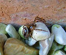 Steatoda nobilis - Wikipedia