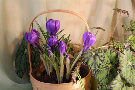 How To Store Lily Bulbs Storables