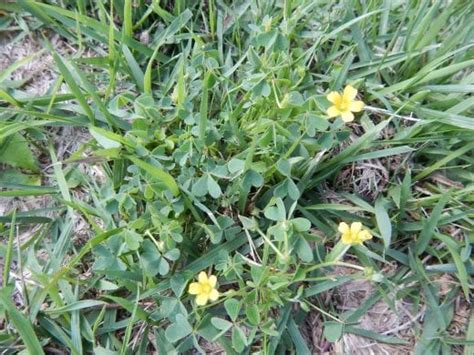 White Clover And Yellow Woodsorrel Control K State Turf And Landscape