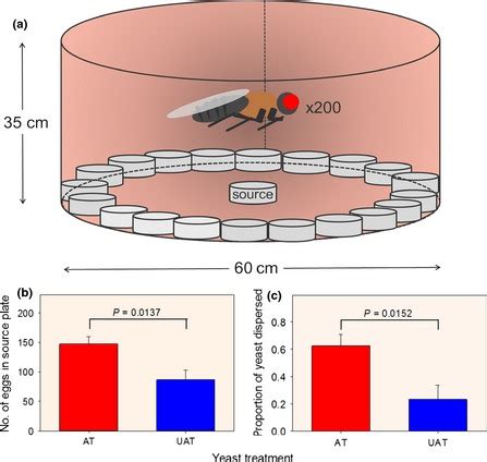 Cage Experiment Investigating Oviposition By Drosophila Simulans And