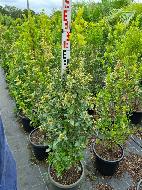 Lilly Pilly Hinterland Gold Syzygium Hinterland Gold Delivertree