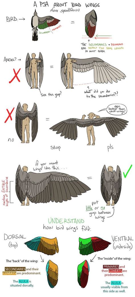 12 best Wing Anatomy images on Pinterest | Wing anatomy, Animal anatomy ...