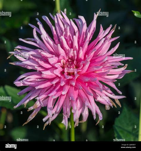 Park Princess Fimbriated Dahlia Fransad Dahlia Dahlia X Hortensis