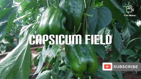 Capsicum Farming Importance Of Using Organic Manure Specifically