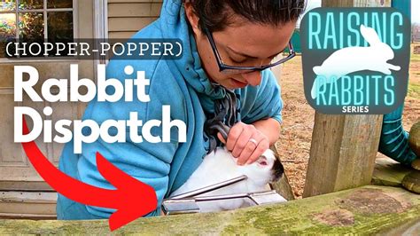 Raising Meat Rabbits Dispatching A Rabbit Humanely Youtube