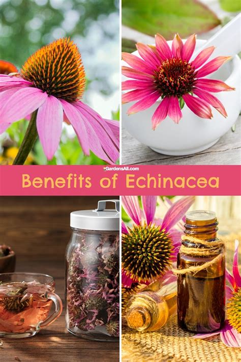 Benefits Of Echinacea Both Proven And Traditional Gardensall