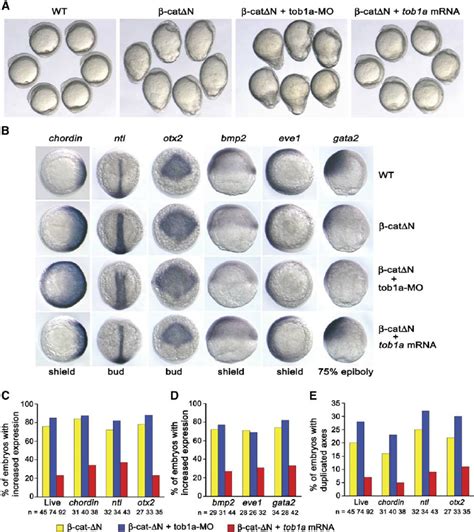 Genetic Interaction Between Tob1a And B Catenin Activity In Zebrafish